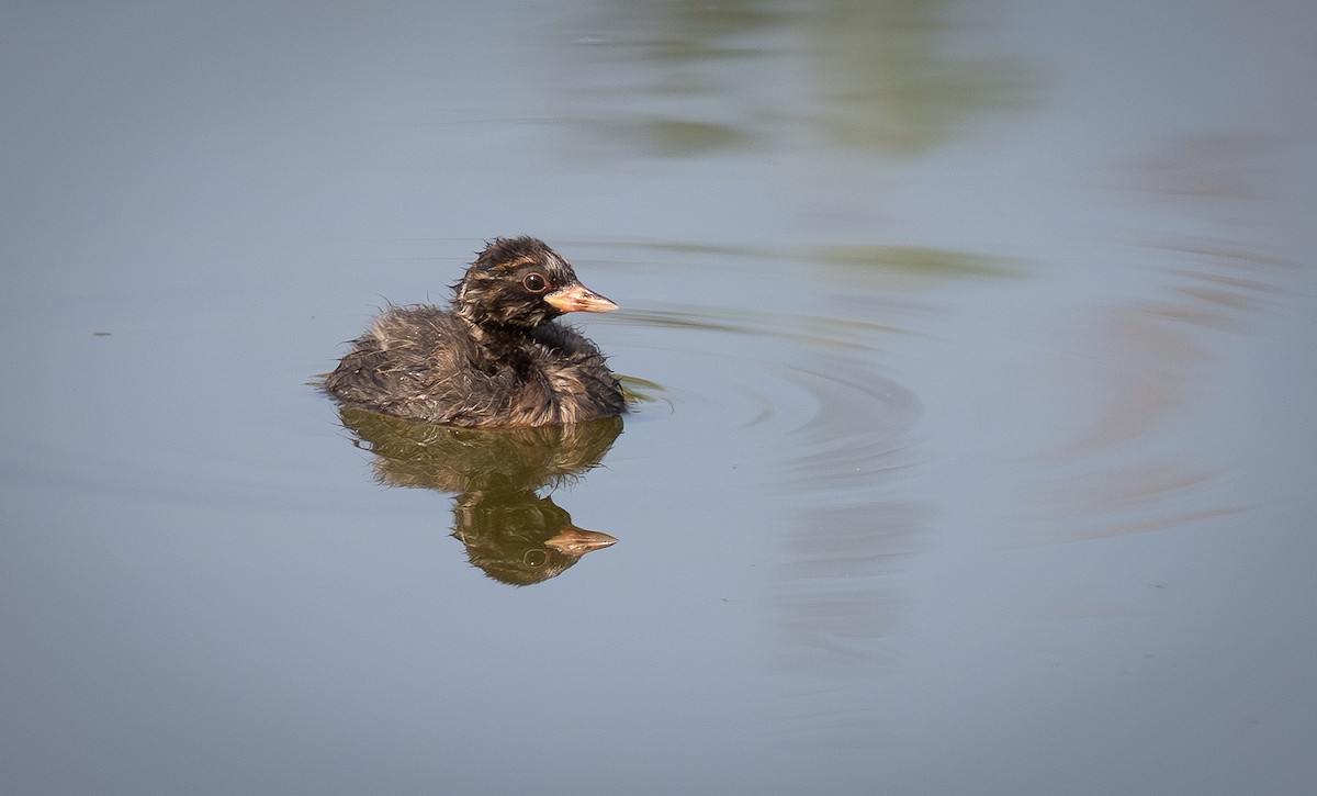 Little Grebe - ML641064551