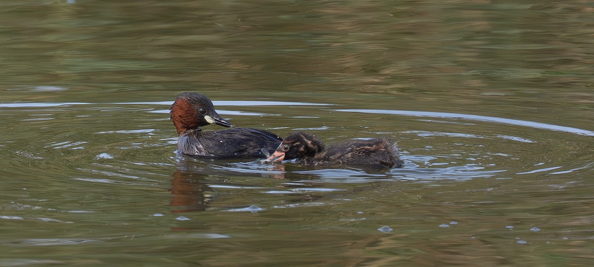 Little Grebe - ML641064552