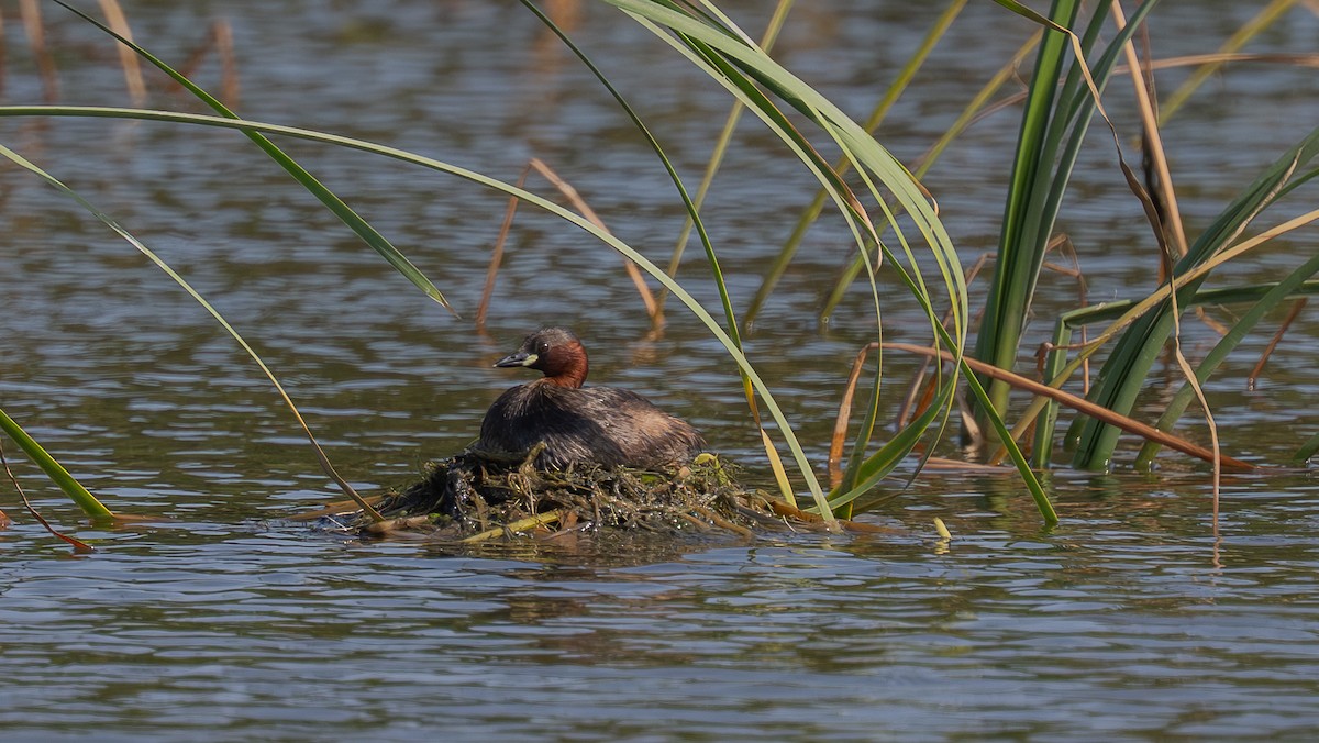 Little Grebe - ML641064553