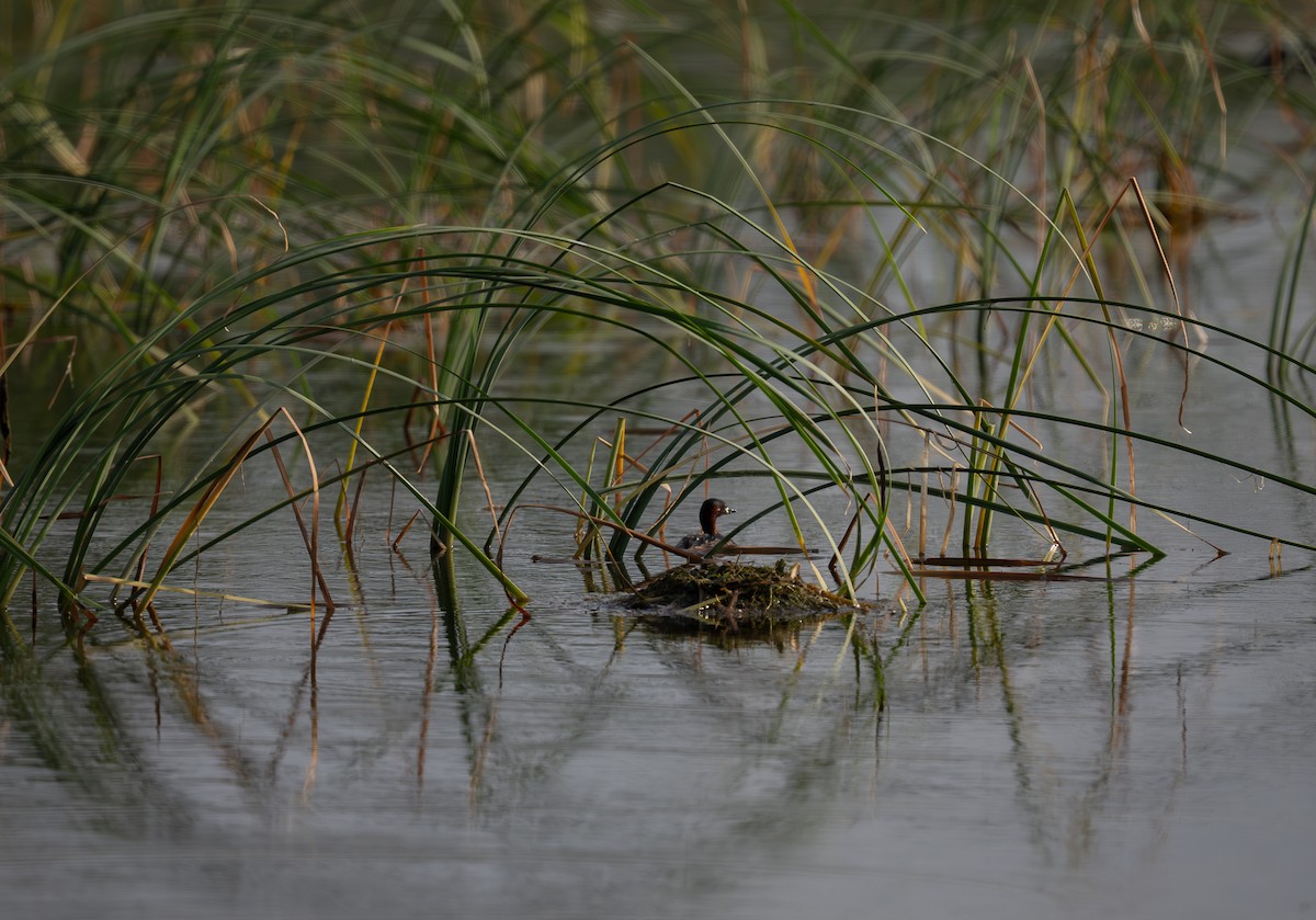 Little Grebe - ML641064554