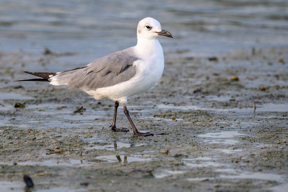 Antxeta mokogorri amerikarra - ML641064555