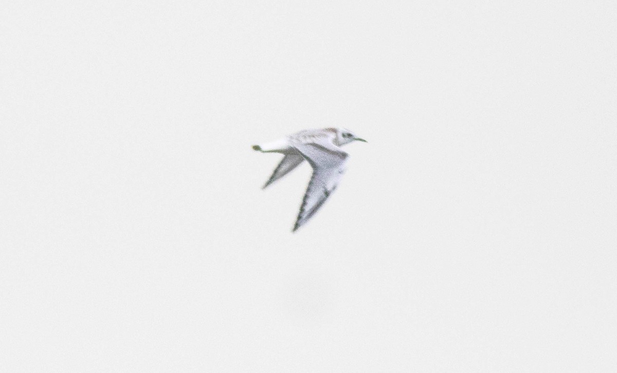 Bonaparte's Gull - ML641064562