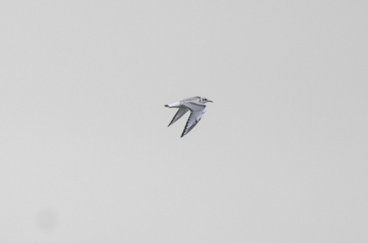 Bonaparte's Gull - ML641064563