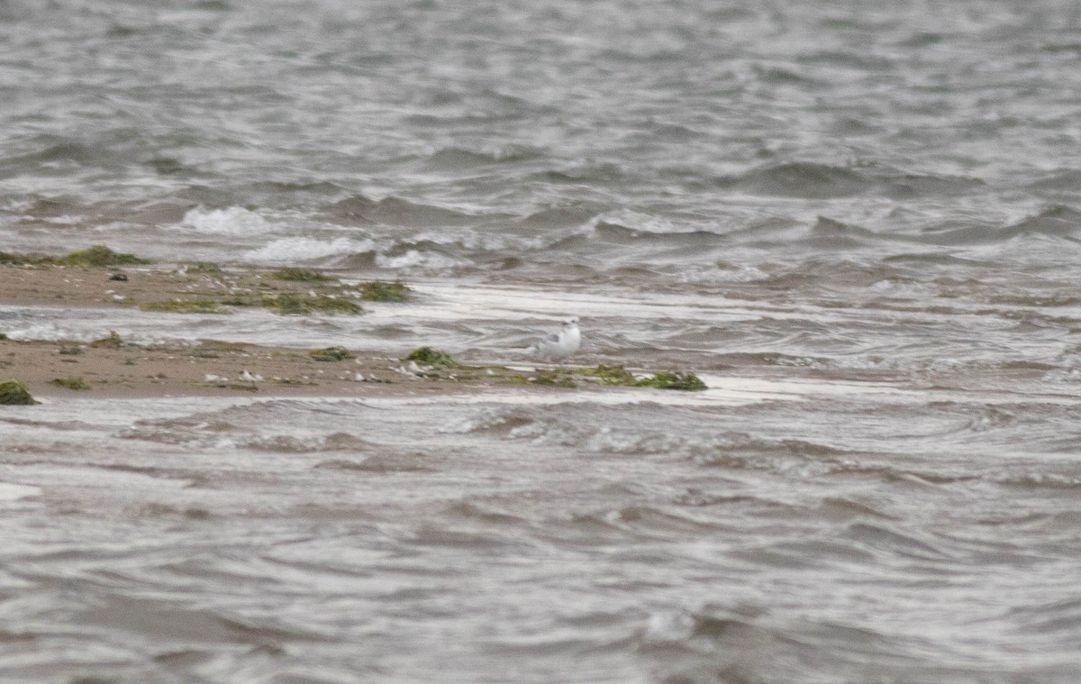 Bonaparte's Gull - ML641064564