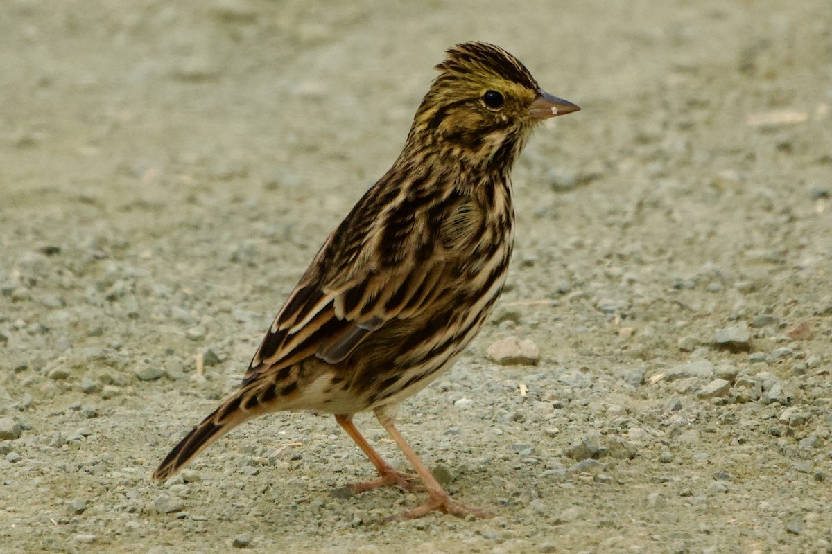 Savannah Sparrow - ML641064615