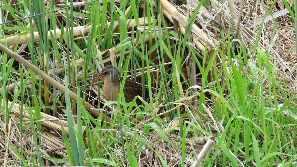 Virginia Rail - ML641064625