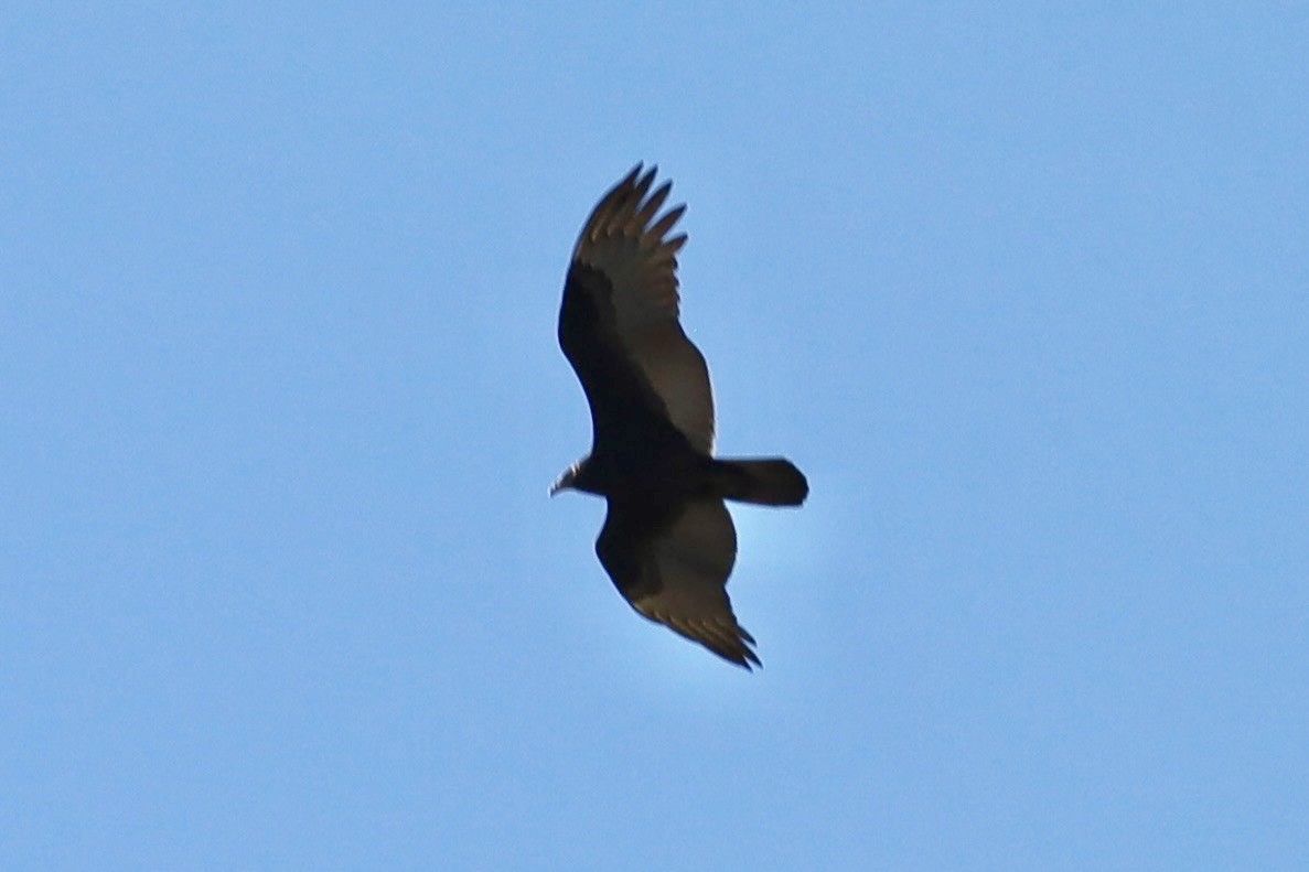 Turkey Vulture - ML641064636