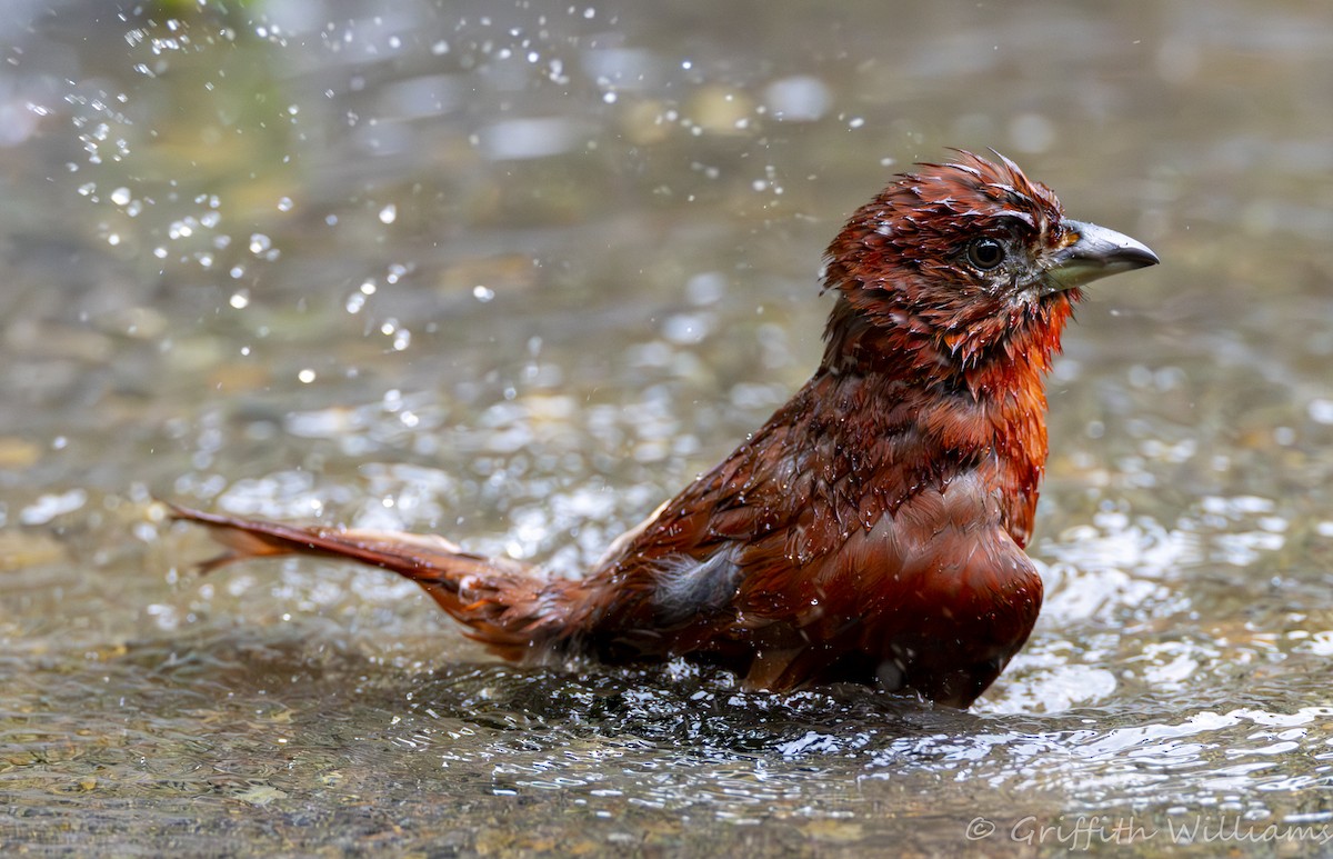 Hepatic Tanager - ML641064717