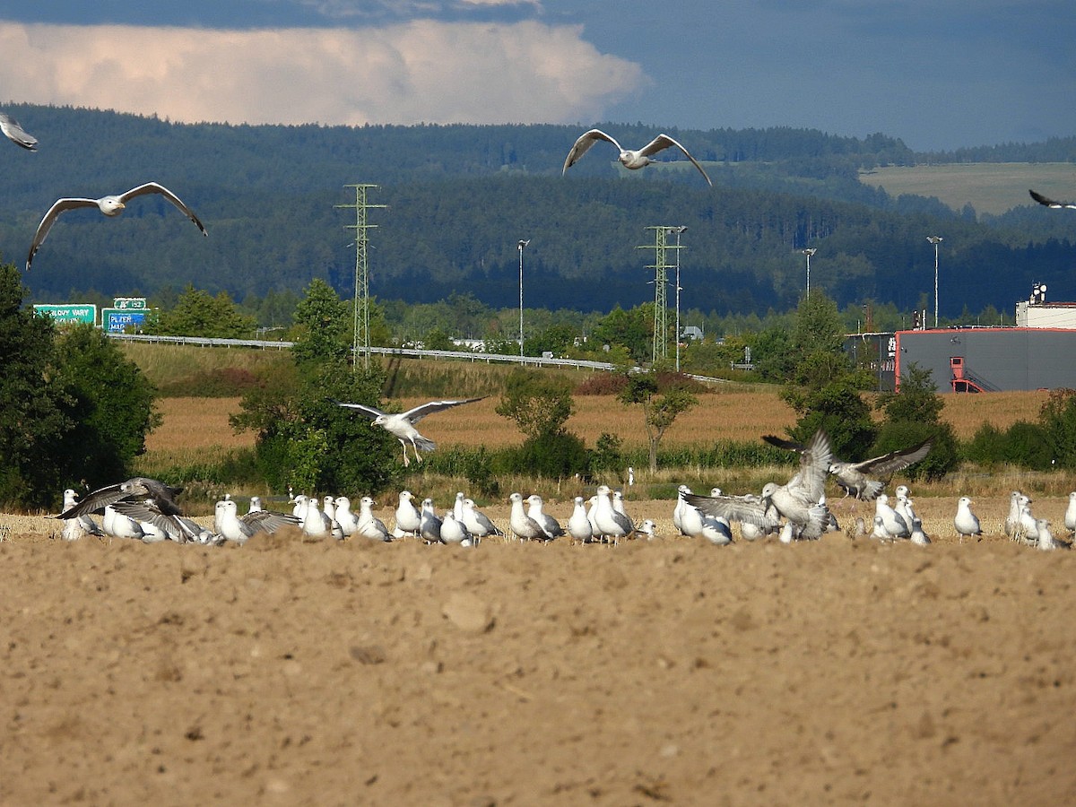 Caspian Gull - ML641064724
