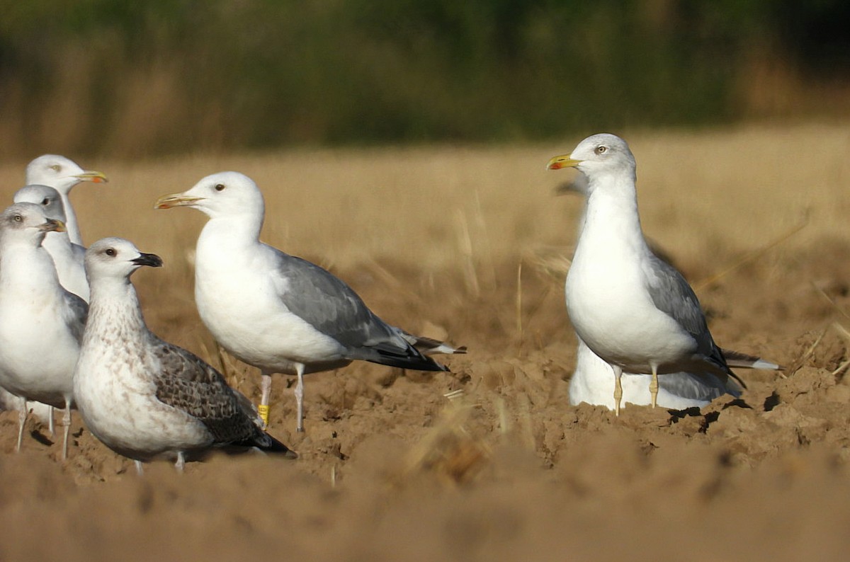 Caspian Gull - ML641064725