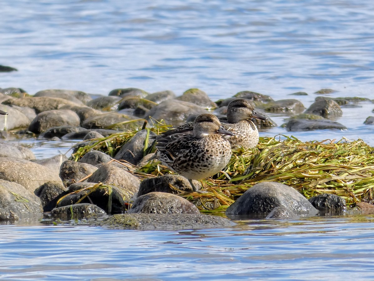 Green-winged Teal - ML641064728