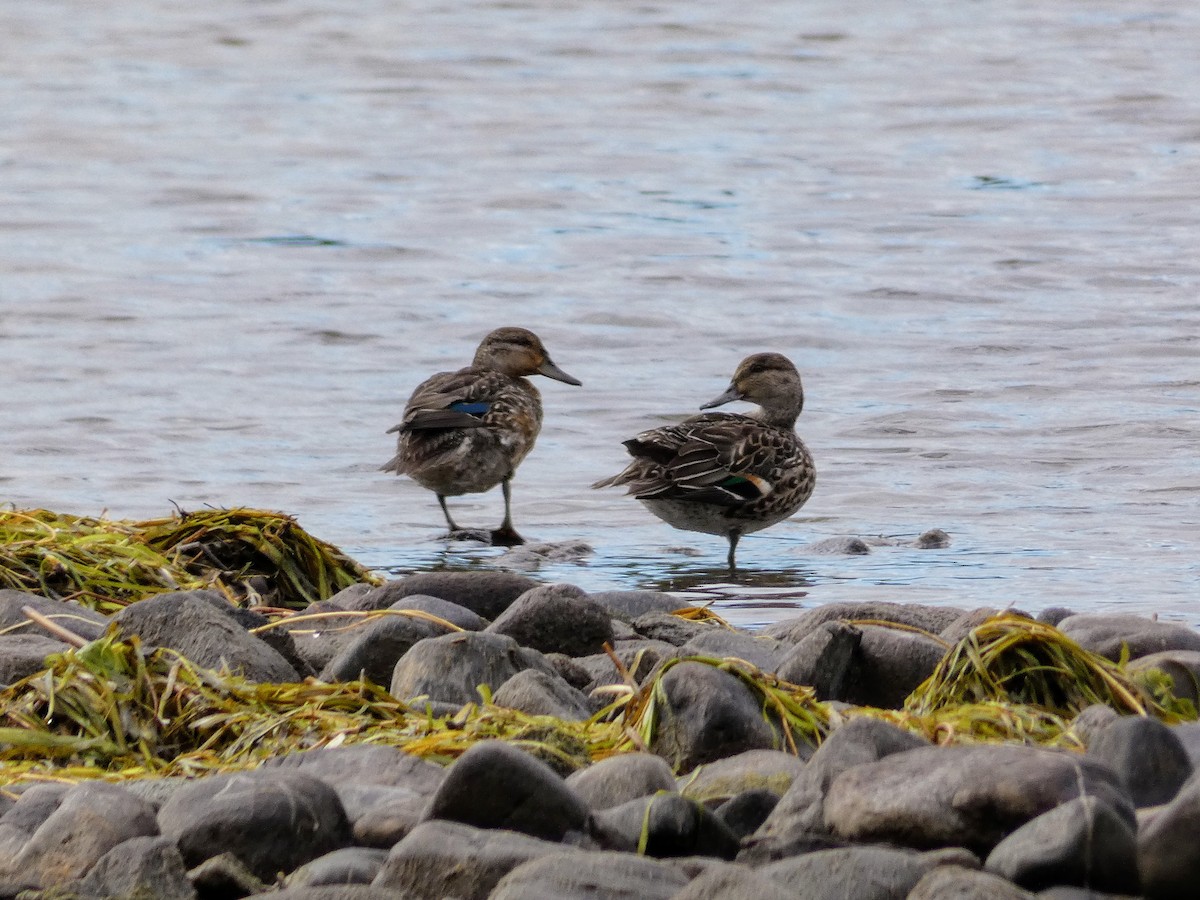Green-winged Teal - ML641064729