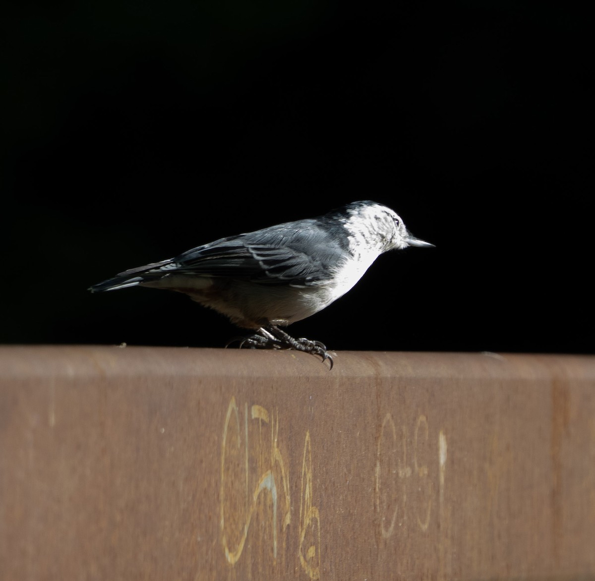 White-breasted Nuthatch - ML641064732
