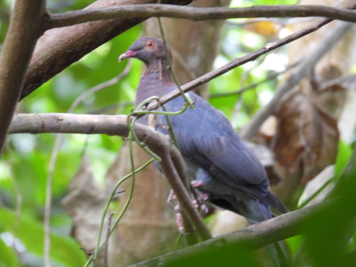 Scaly-naped Pigeon - ML641064737