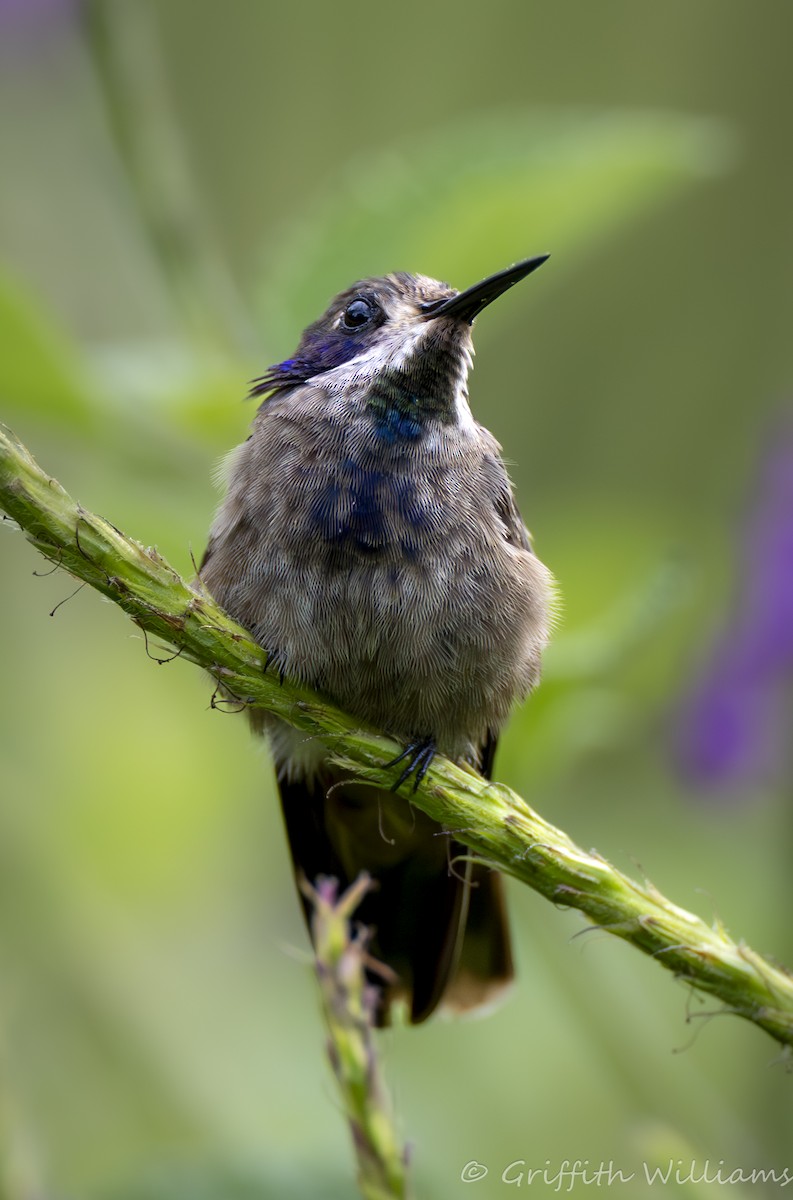 Brown Violetear - ML641064742