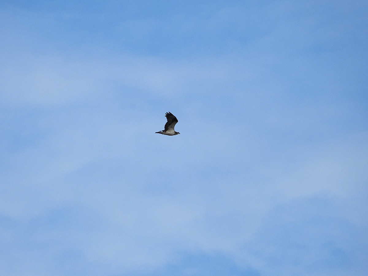Osprey - ML641064743