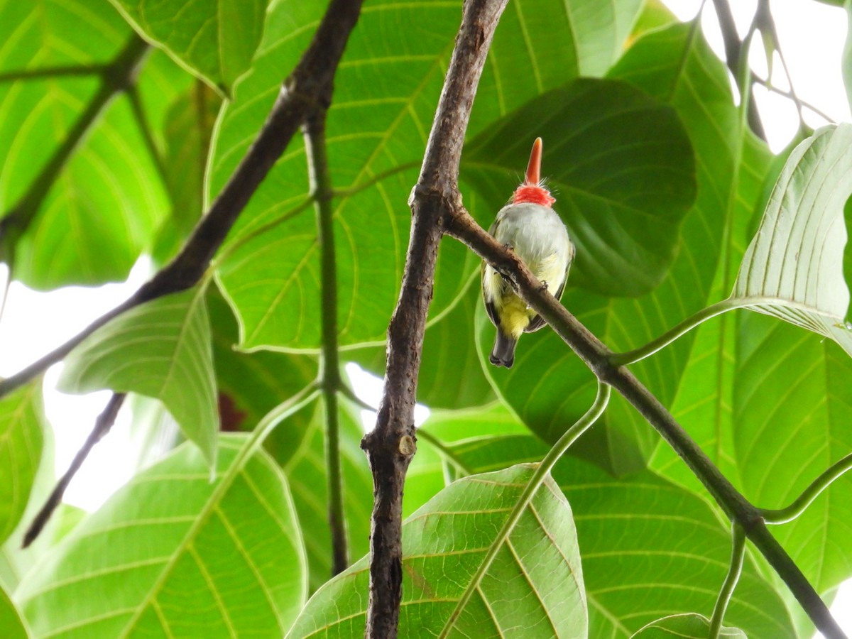 Puerto Rican Tody - ML641064752