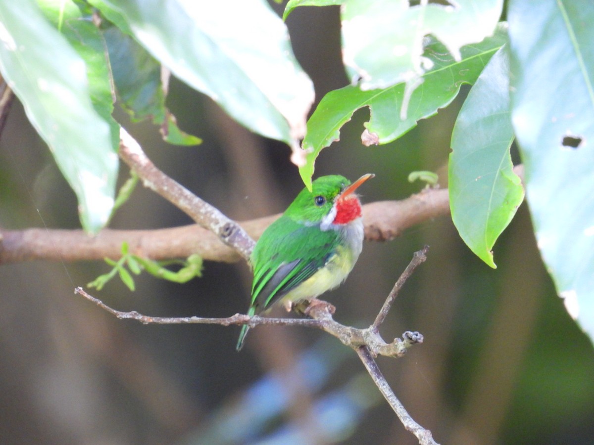 Puerto Rican Tody - ML641064753