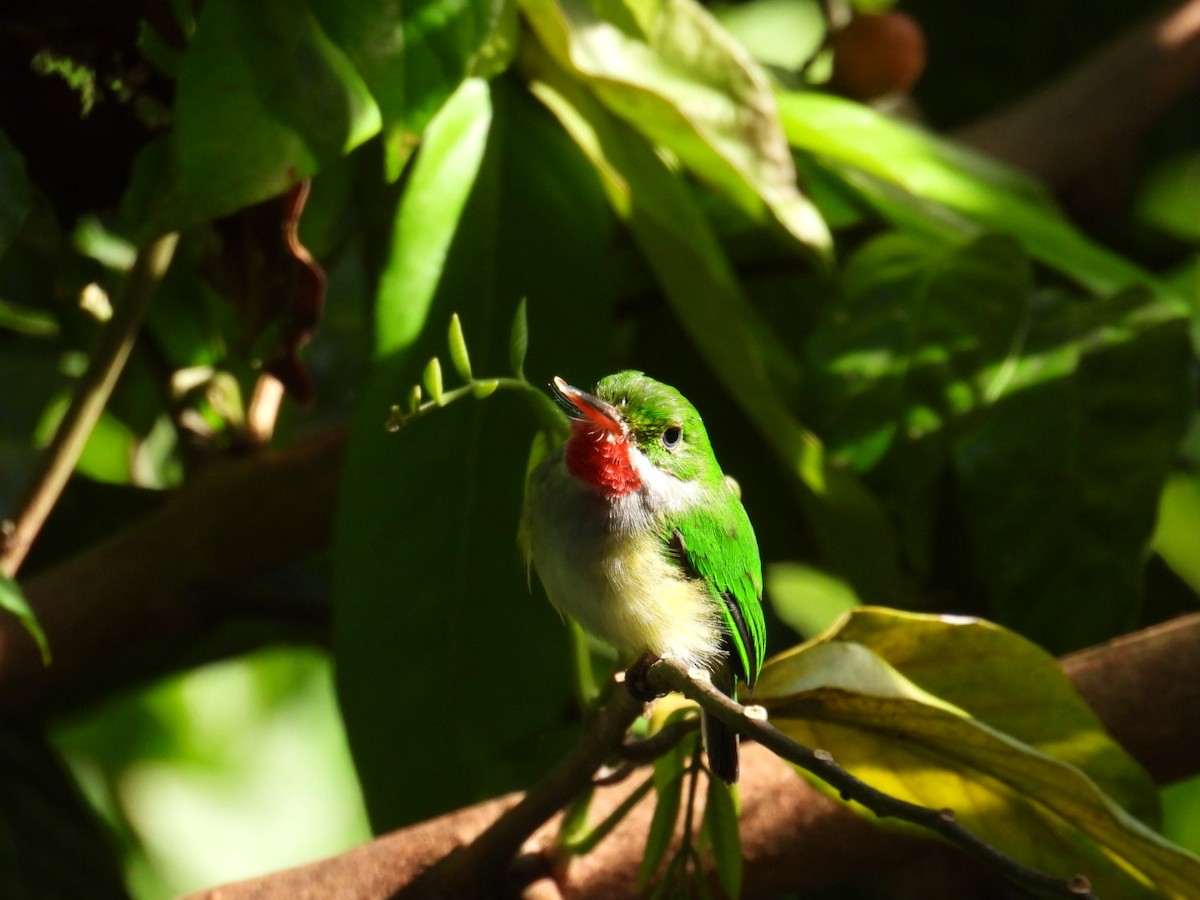 Puerto Rican Tody - ML641064754