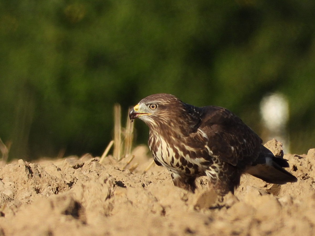 Common Buzzard - ML641064755