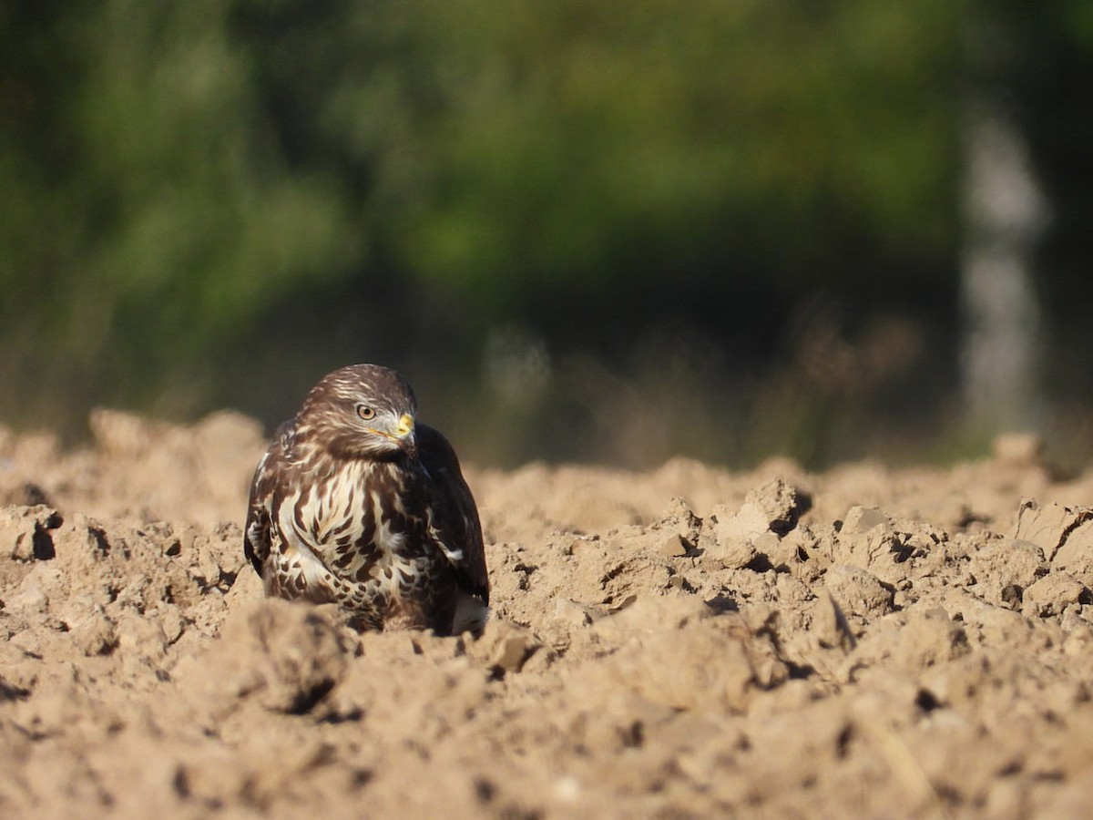Common Buzzard - ML641064756
