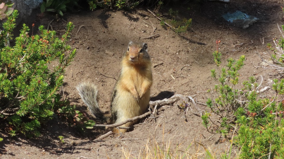 Animals - ML641064759