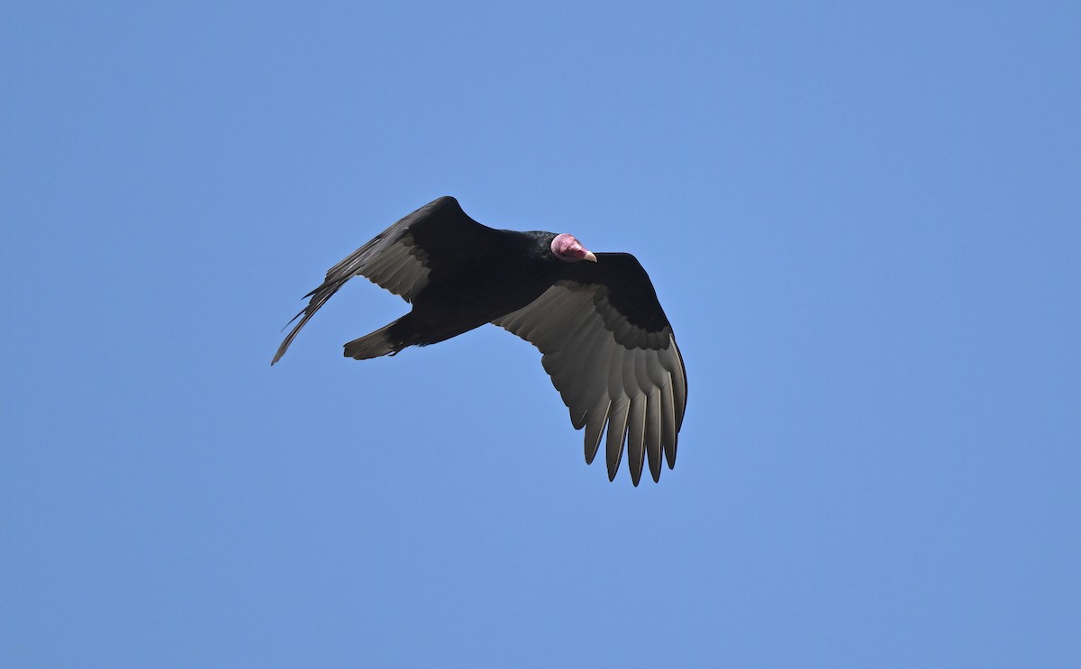 Turkey Vulture - ML641064761