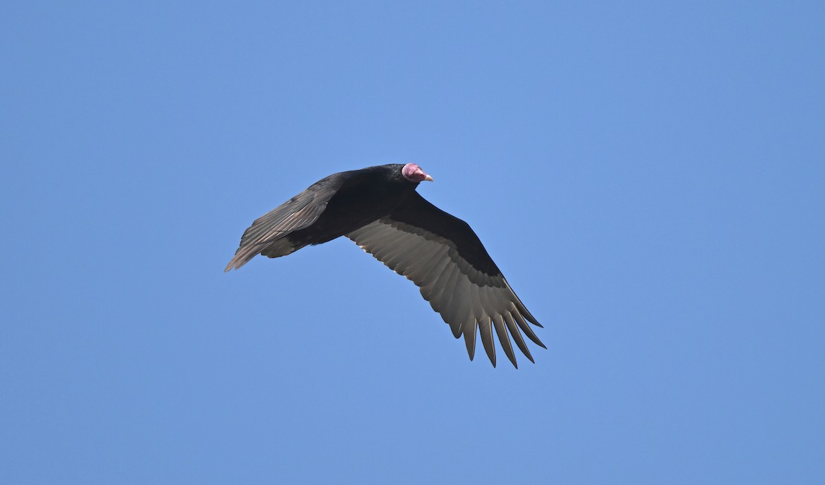 Turkey Vulture - ML641064762