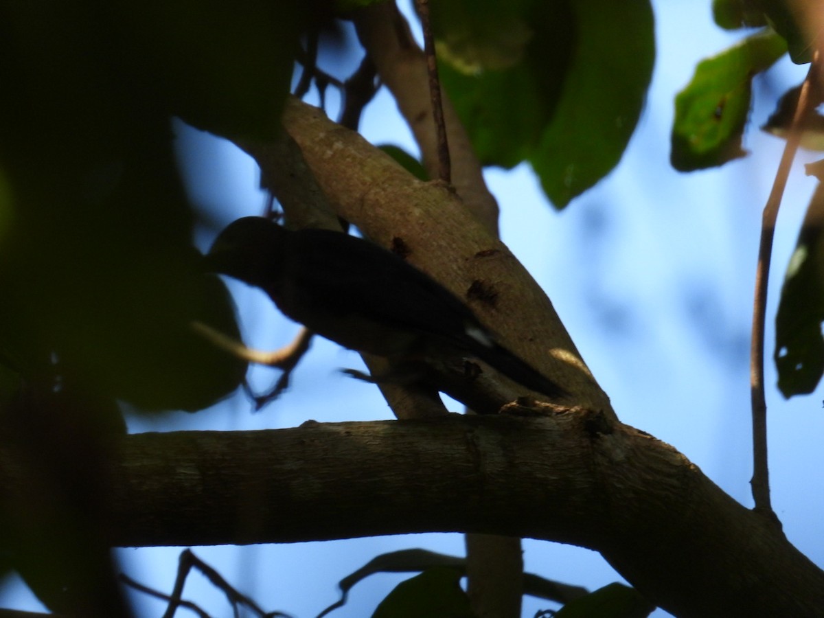 Puerto Rican Woodpecker - ML641064774