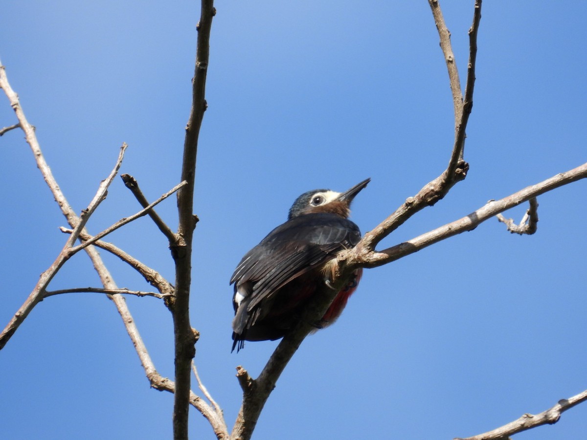 Puerto Rican Woodpecker - ML641064775