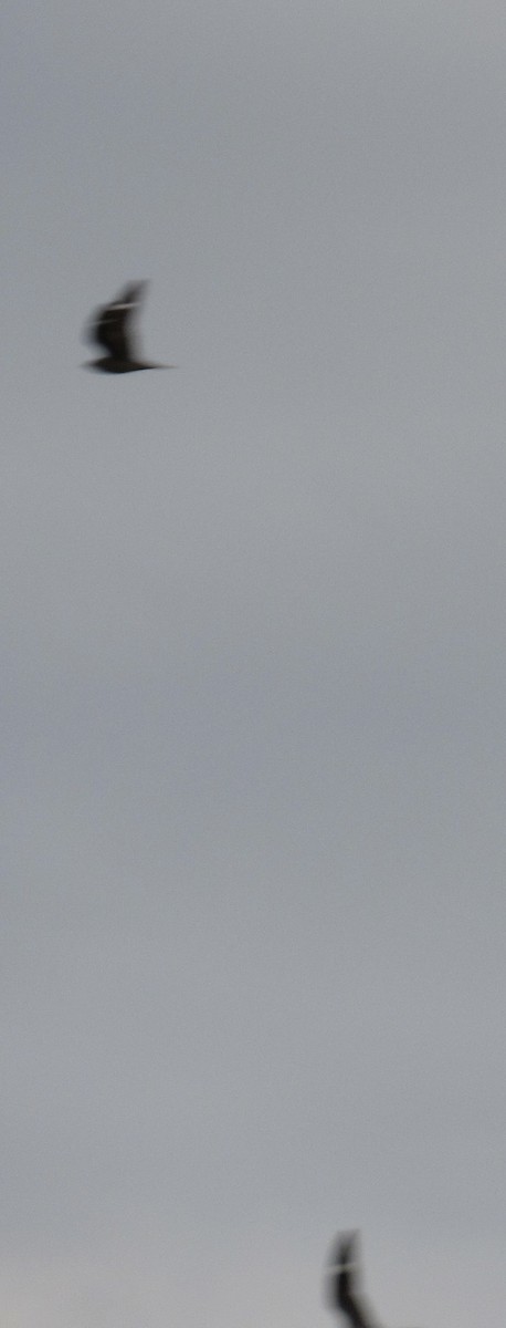 Common Nighthawk - ML641064785