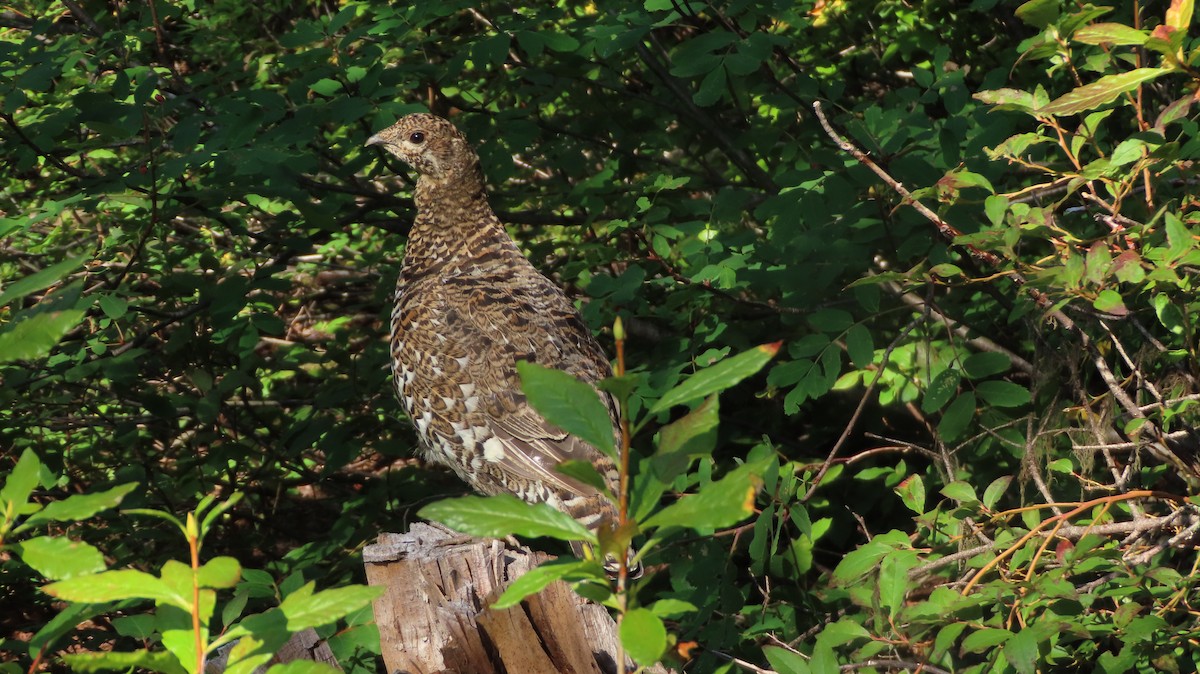 Sooty Grouse - ML641064800