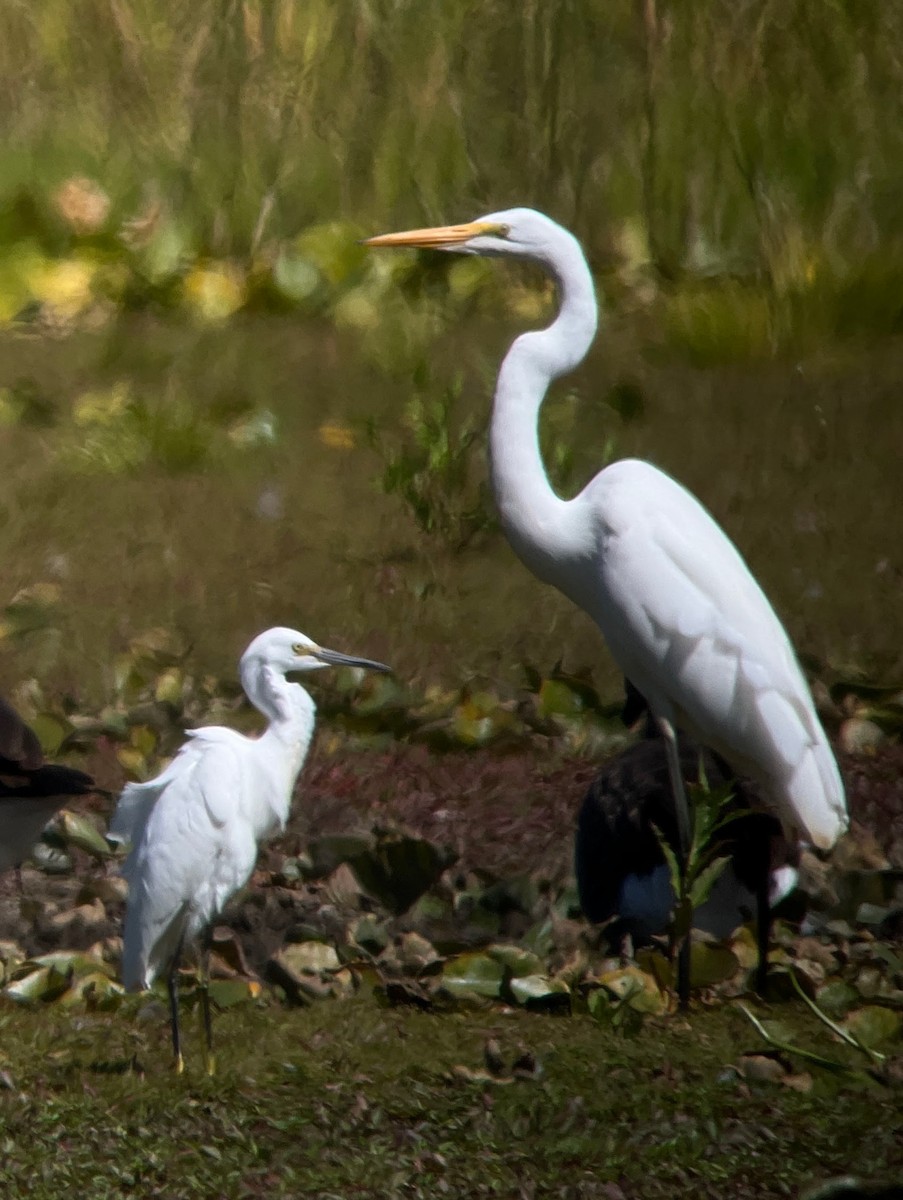 Snowy Egret - ML641064806