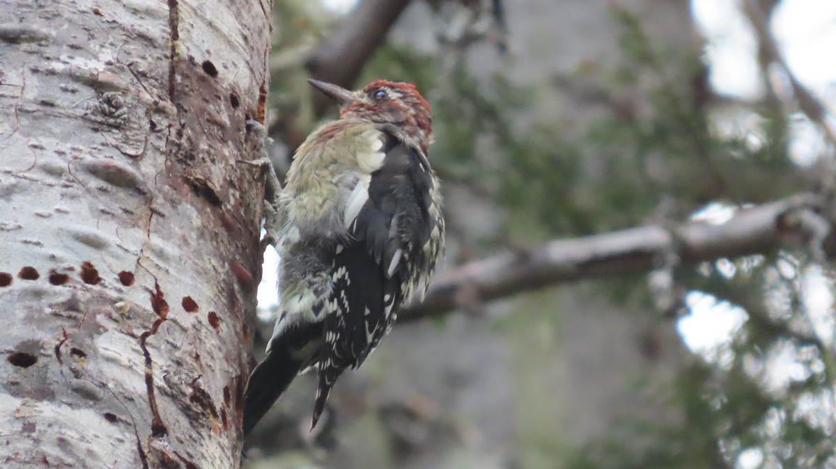 Red-breasted Sapsucker - ML641064807