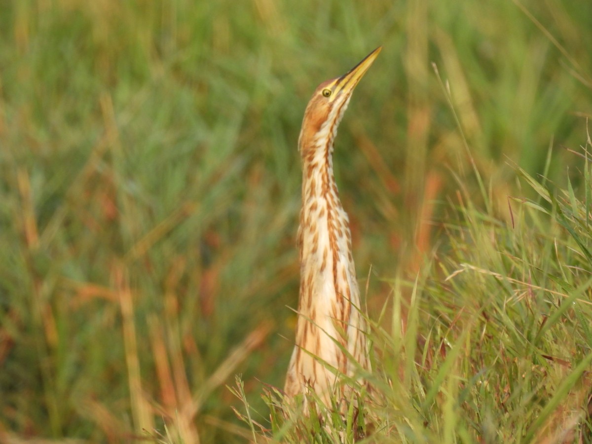 American Bittern - ML641064811