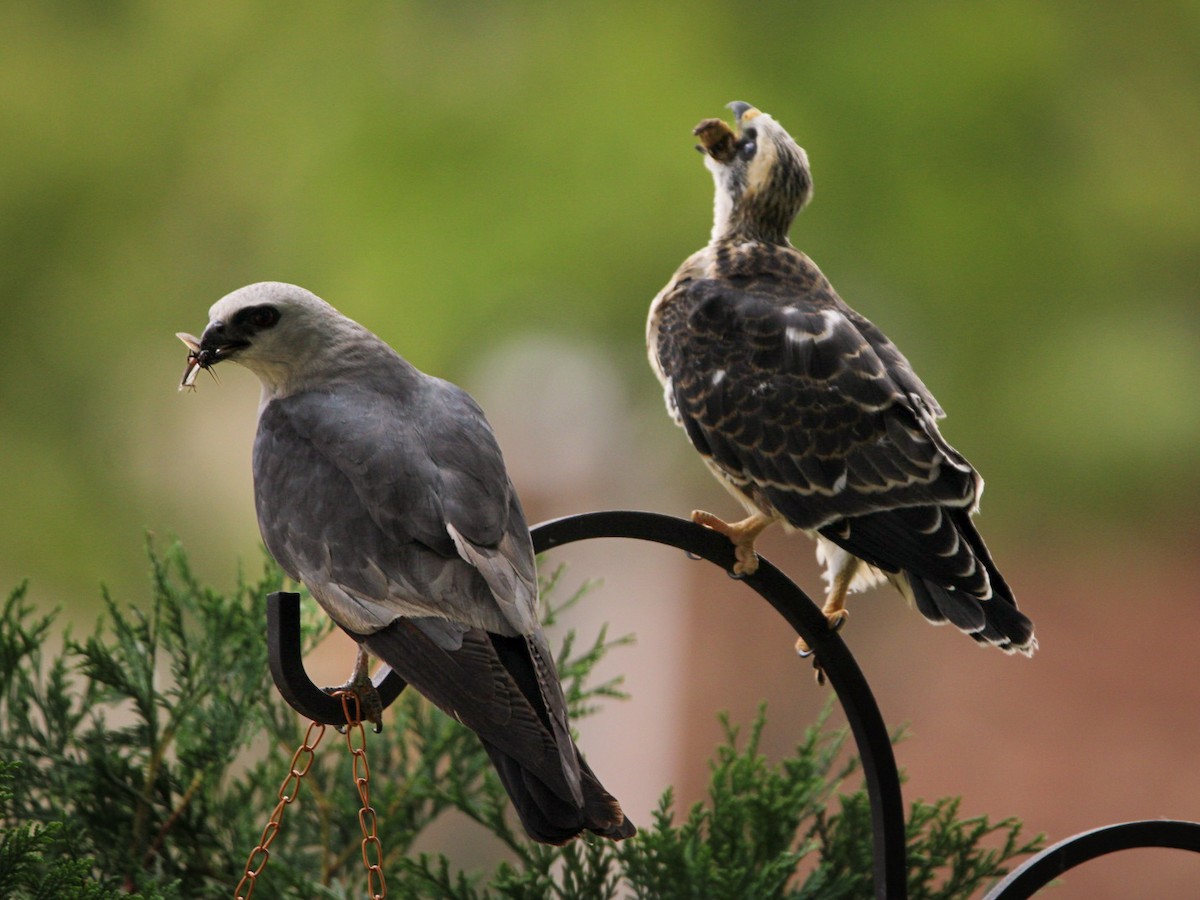 Mississippi Kite - ML641064831