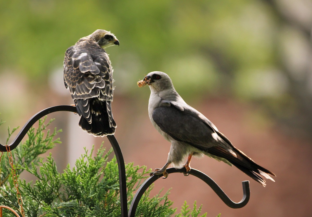 Mississippi Kite - ML641064832