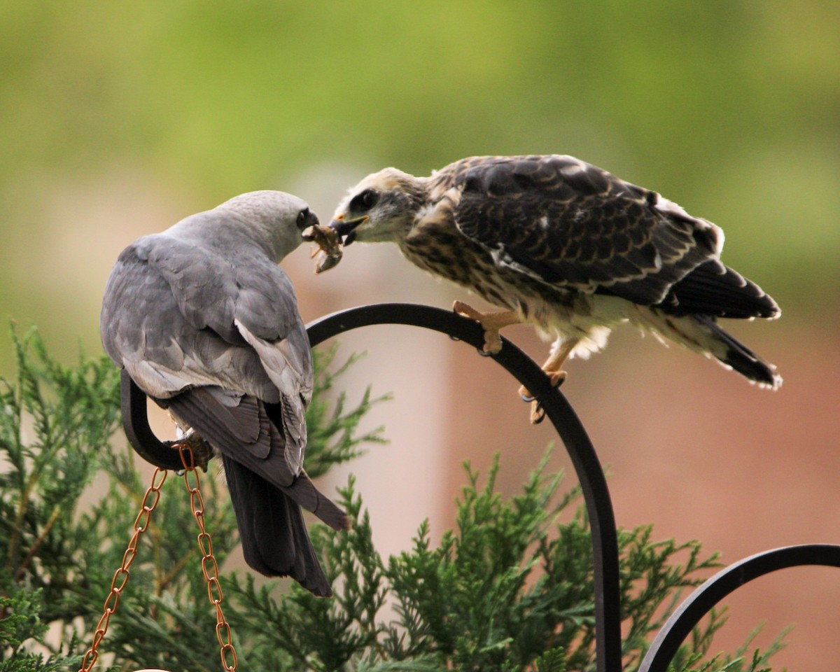 Mississippi Kite - ML641064833