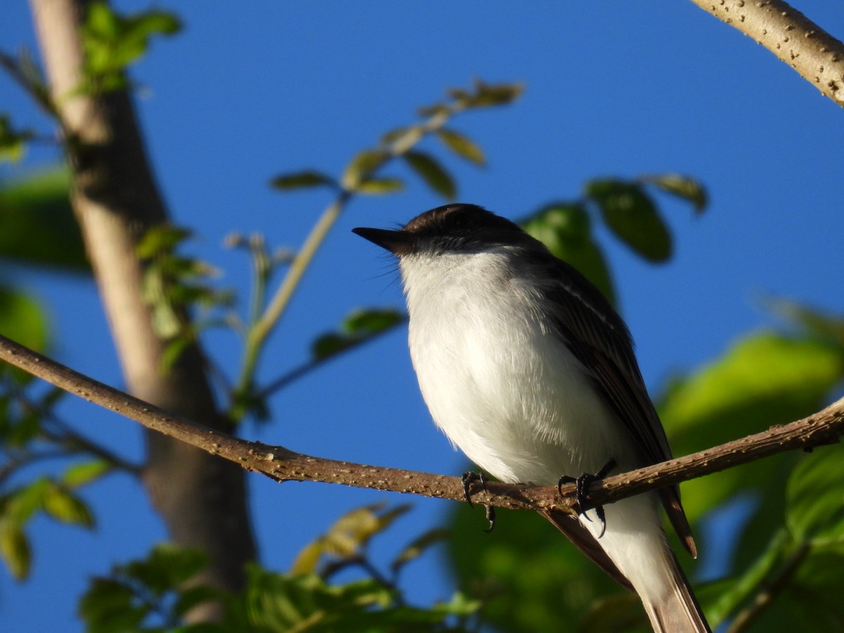 Puerto Rican Flycatcher - ML641064857