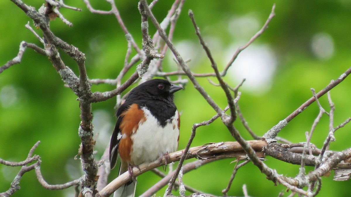 Eastern Towhee - ML641064869
