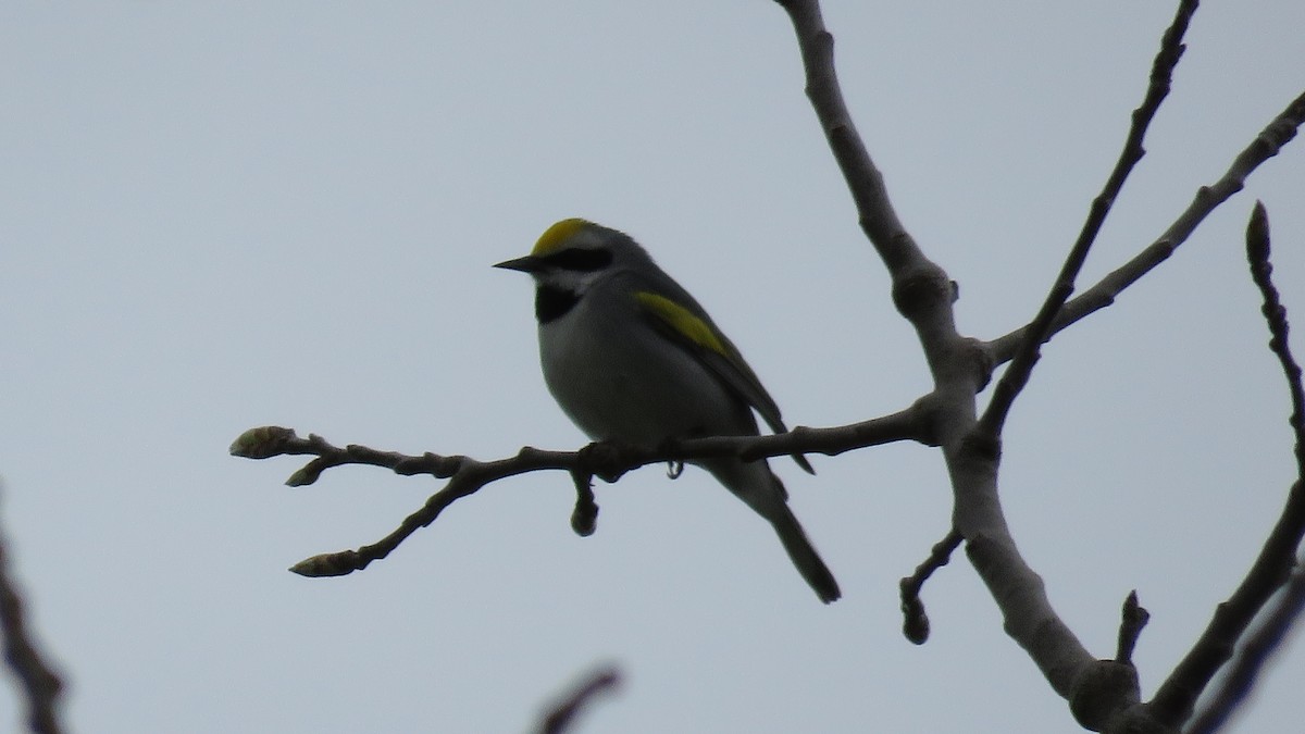 Golden-winged Warbler - ML641064894