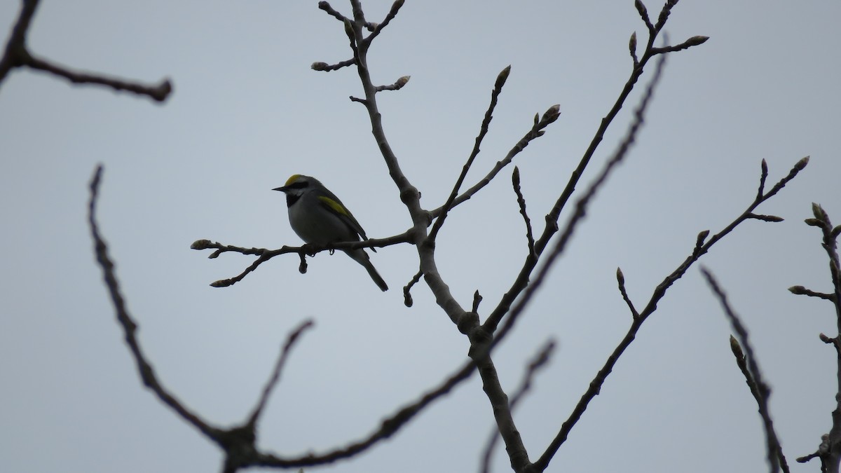 Golden-winged Warbler - ML641064895