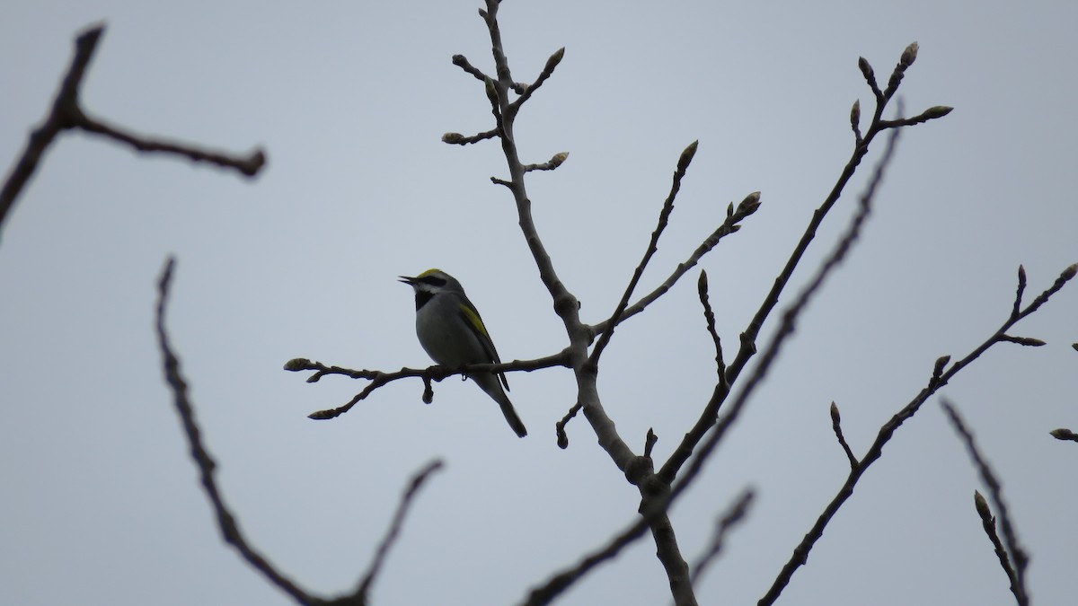 Golden-winged Warbler - ML641064896
