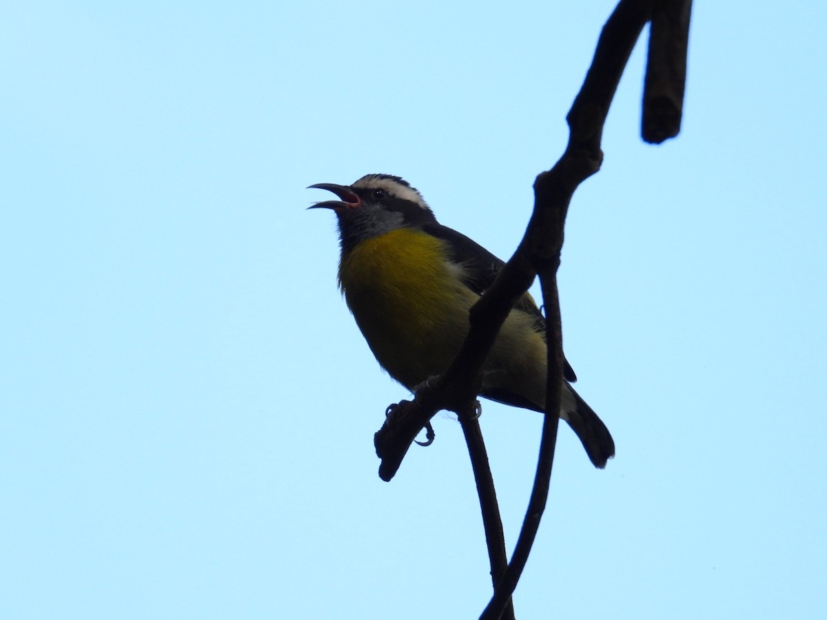 Bananaquit - ML641064898