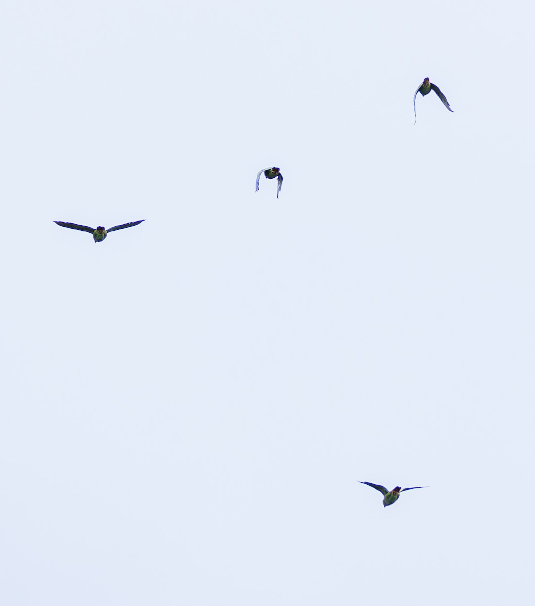 Loro Senil - ML641064899