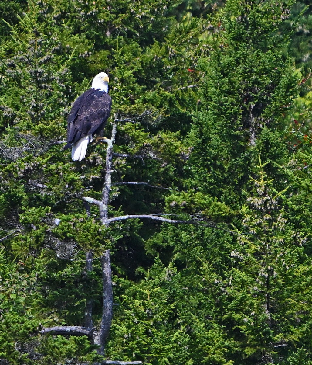 Bald Eagle - ML641064900