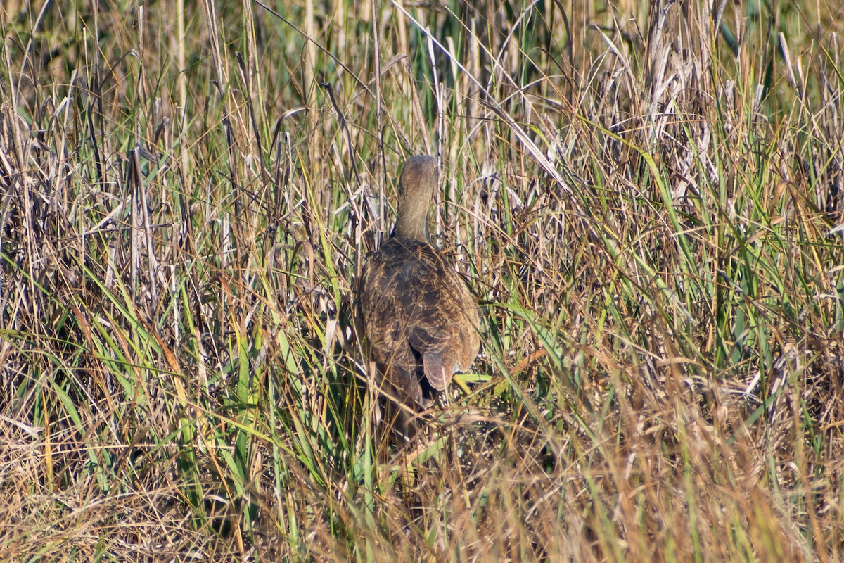 American Bittern - ML641064906