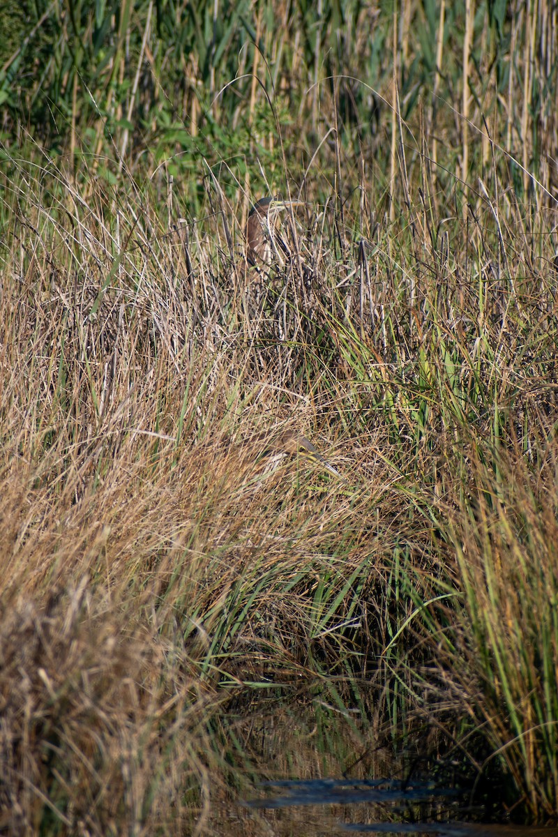 American Bittern - ML641064907