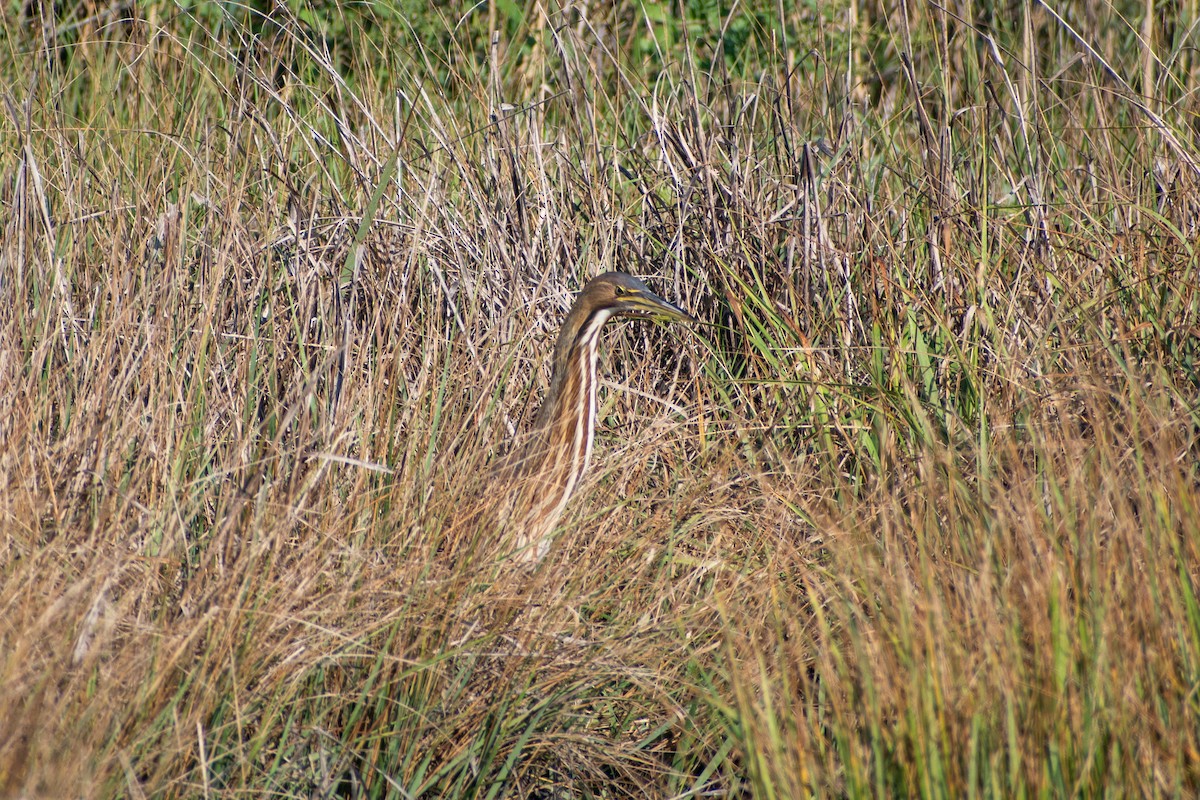 American Bittern - ML641064909