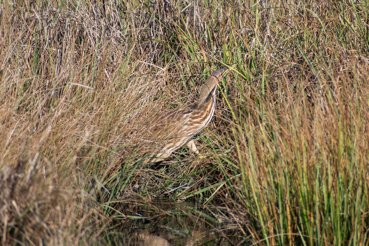American Bittern - ML641064910